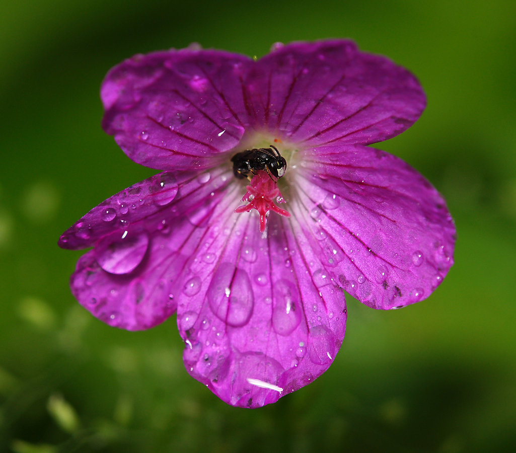 Изображение особи Geranium palustre.