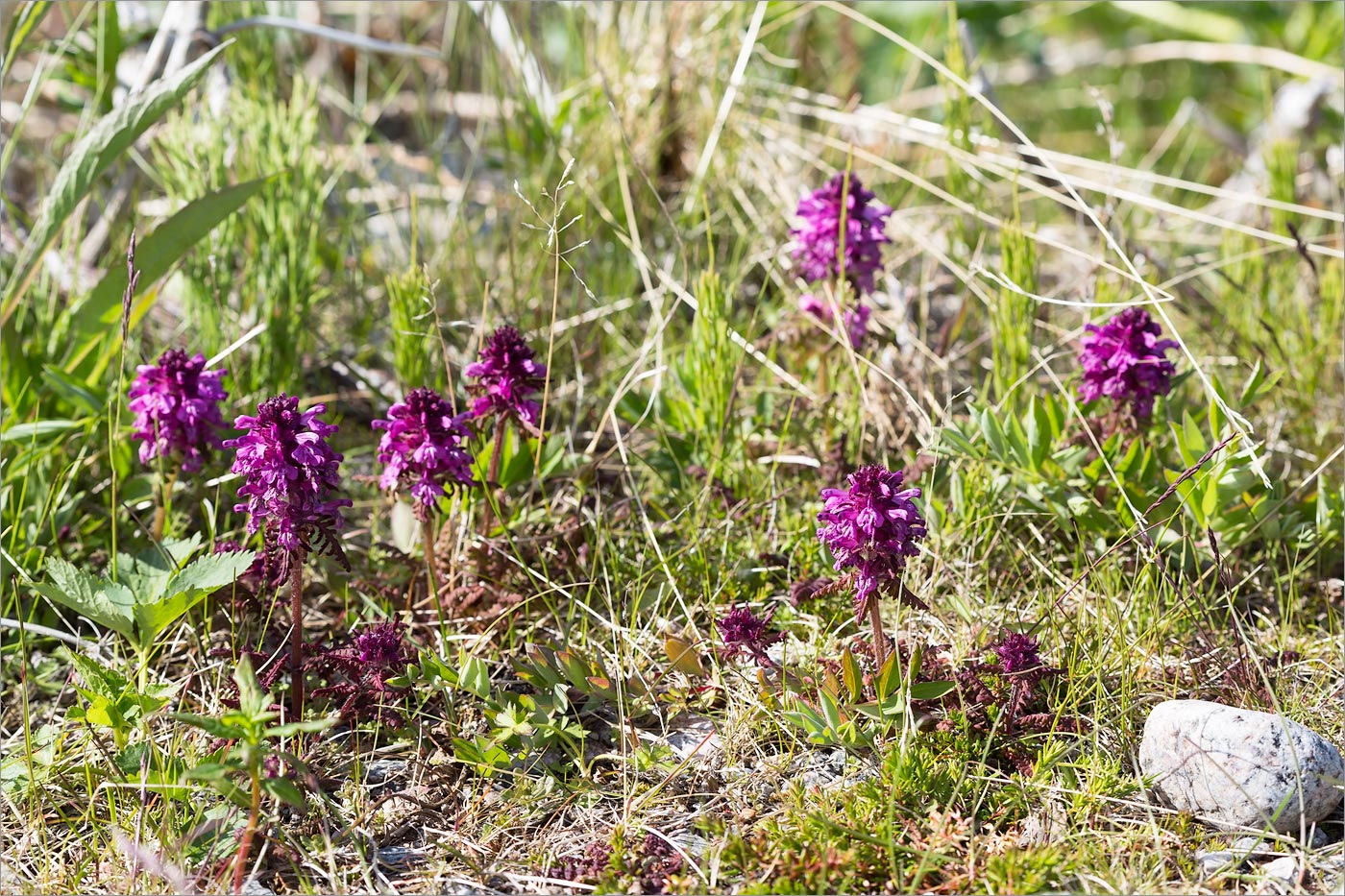 Изображение особи Pedicularis verticillata.