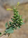 Scutellaria microdasys