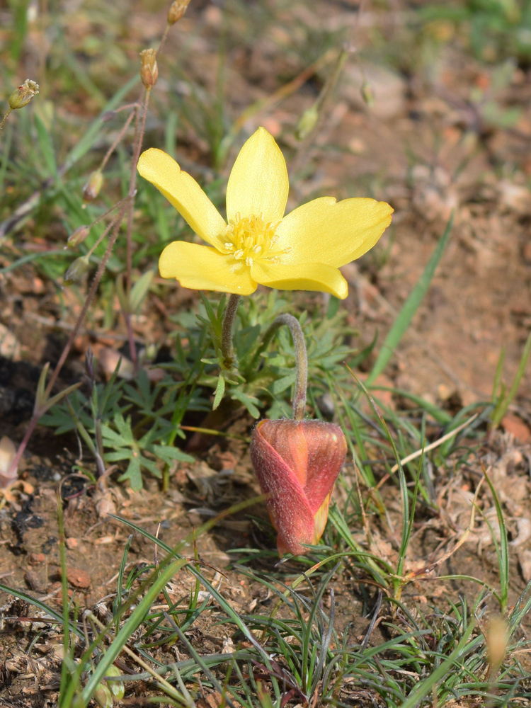 Изображение особи Anemone petiolulosa.