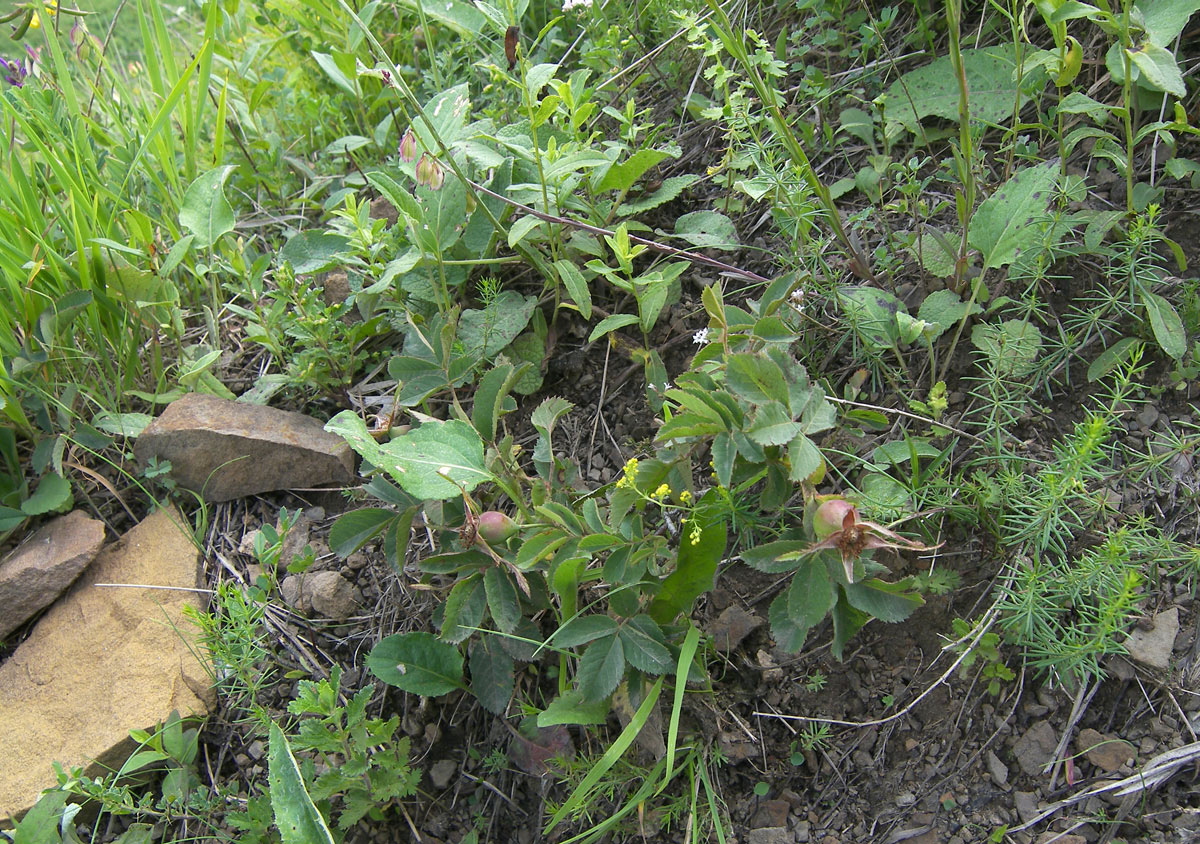 Image of Rosa uniflora specimen.