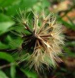 Leontodon hispidus ssp. hastilis