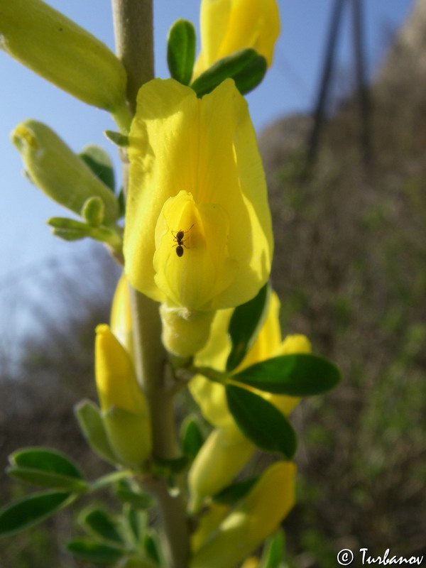 Image of Chamaecytisus ruthenicus specimen.