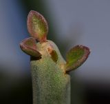 Euphorbia lomelii