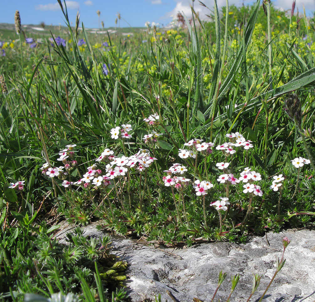 Image of Androsace barbulata specimen.