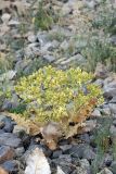 Cousinia alberti. Отцветающее растение. Южный Казахстан, горы Алатау (Даубаба), Восточное ущелье. 30.06.2014.