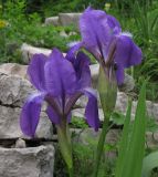 Iris aphylla