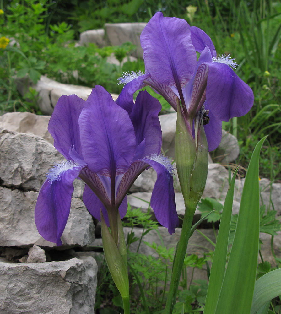 Image of Iris aphylla specimen.