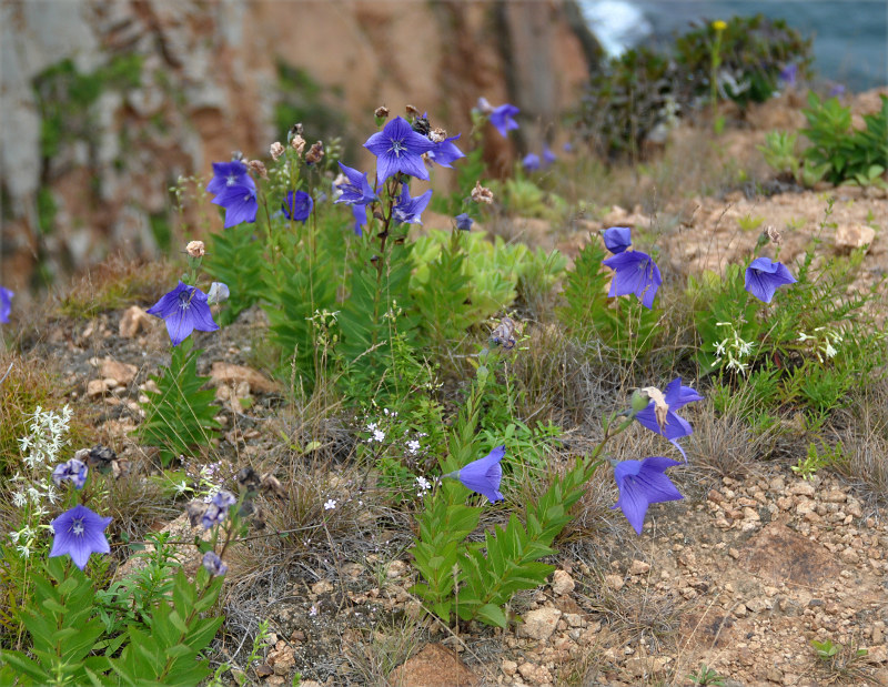 Image of Platycodon grandiflorus specimen.