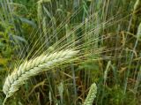 Triticum aestivum