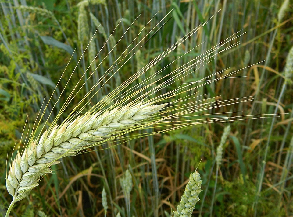 Изображение особи Triticum aestivum.