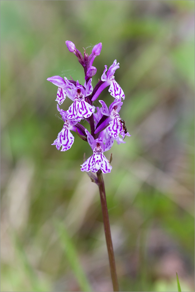 Image of Dactylorhiza psychrophila specimen.