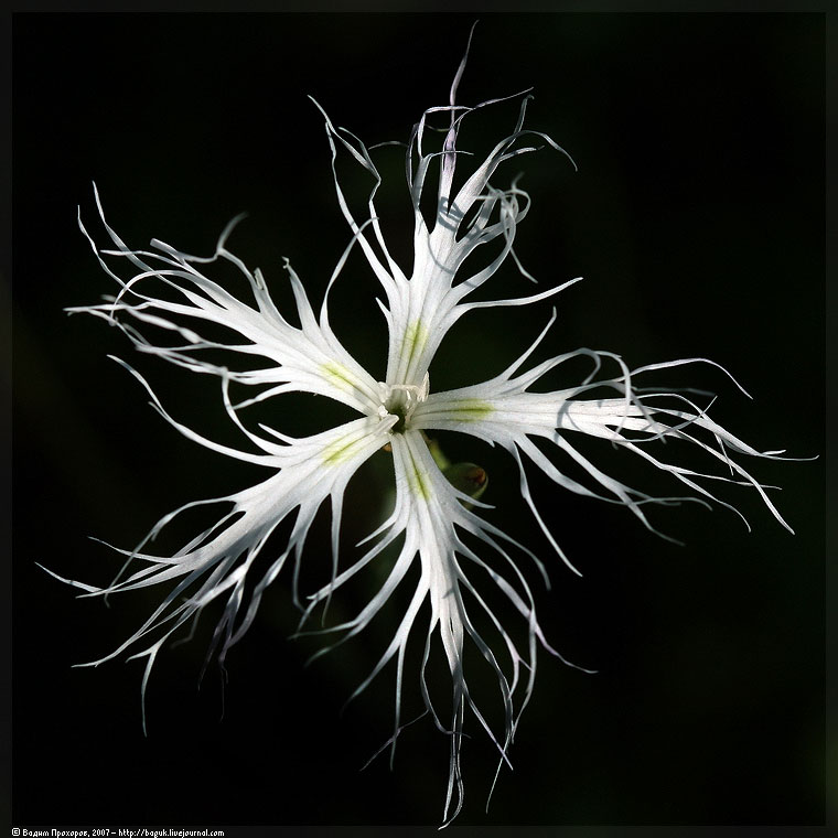 Изображение особи Dianthus stenocalyx.