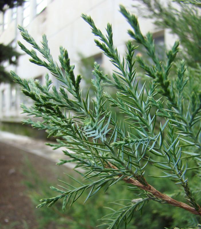 Изображение особи Juniperus virginiana.