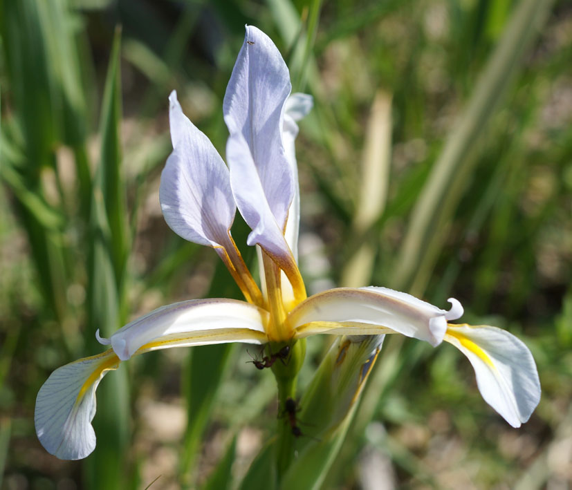 Изображение особи Iris sogdiana.