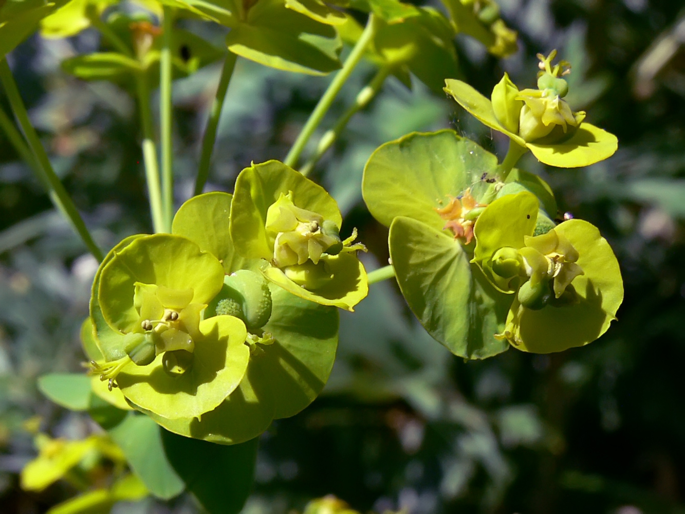 Image of Euphorbia virgata specimen.