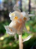 Hypopitys monotropa. Соцветие. Свердловская обл., окр. г. Североуральск, р-н скал Три Брата, лиственнично-еловый лес. 15.08.2014.