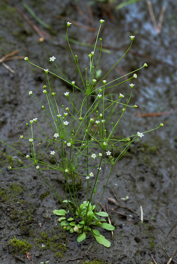 Image of Androsace filiformis specimen.