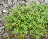 Ribes graveolens