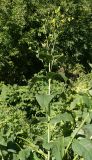 Silphium perfoliatum