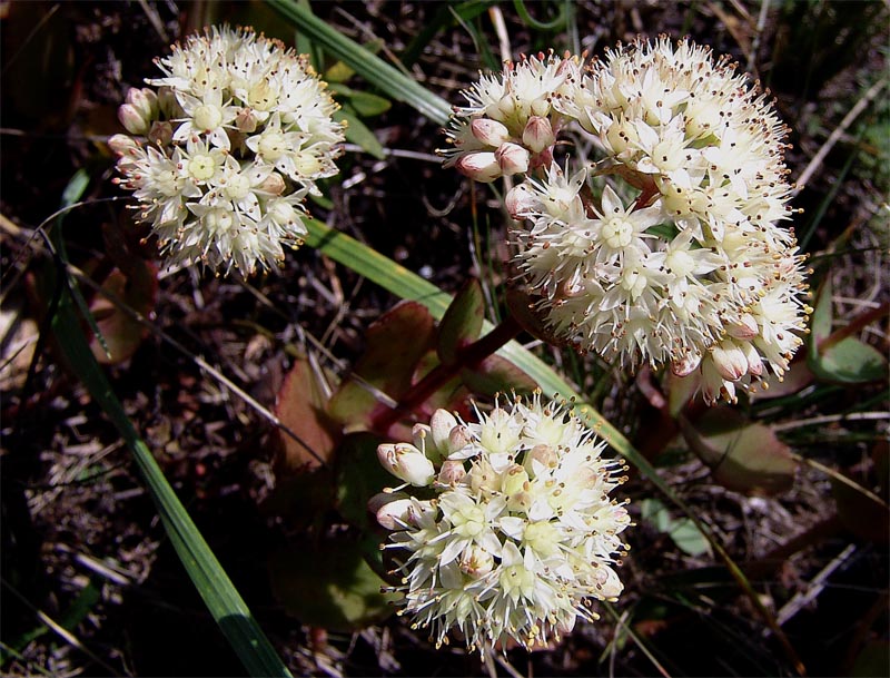 Image of Hylotelephium caucasicum specimen.