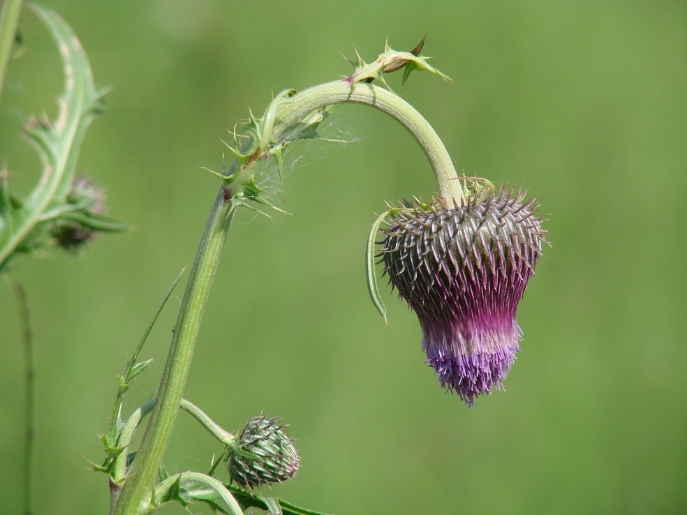 Изображение особи Cirsium pendulum.