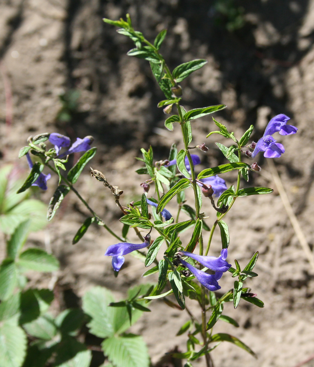 Изображение особи Scutellaria scordiifolia.