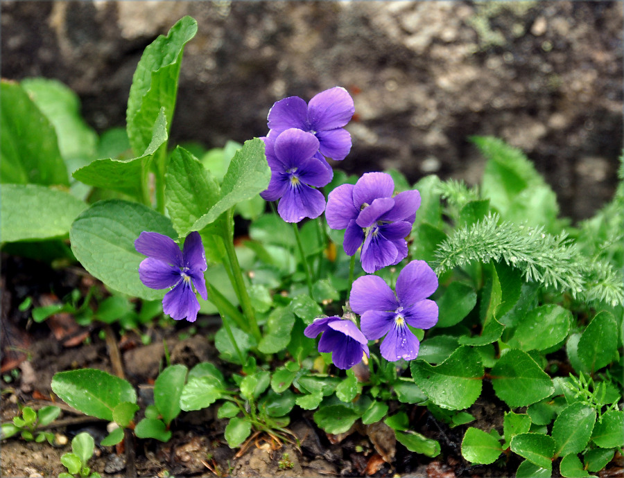 Image of Viola altaica specimen.