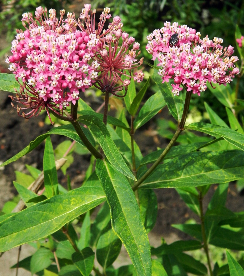 Изображение особи Asclepias incarnata.