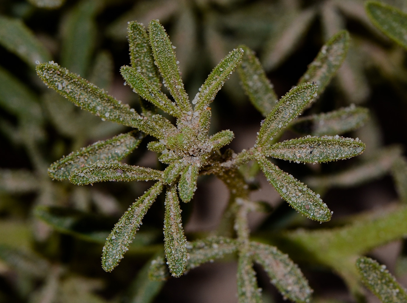 Image of Cleome amblyocarpa specimen.