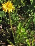 Taraxacum perfiljevii