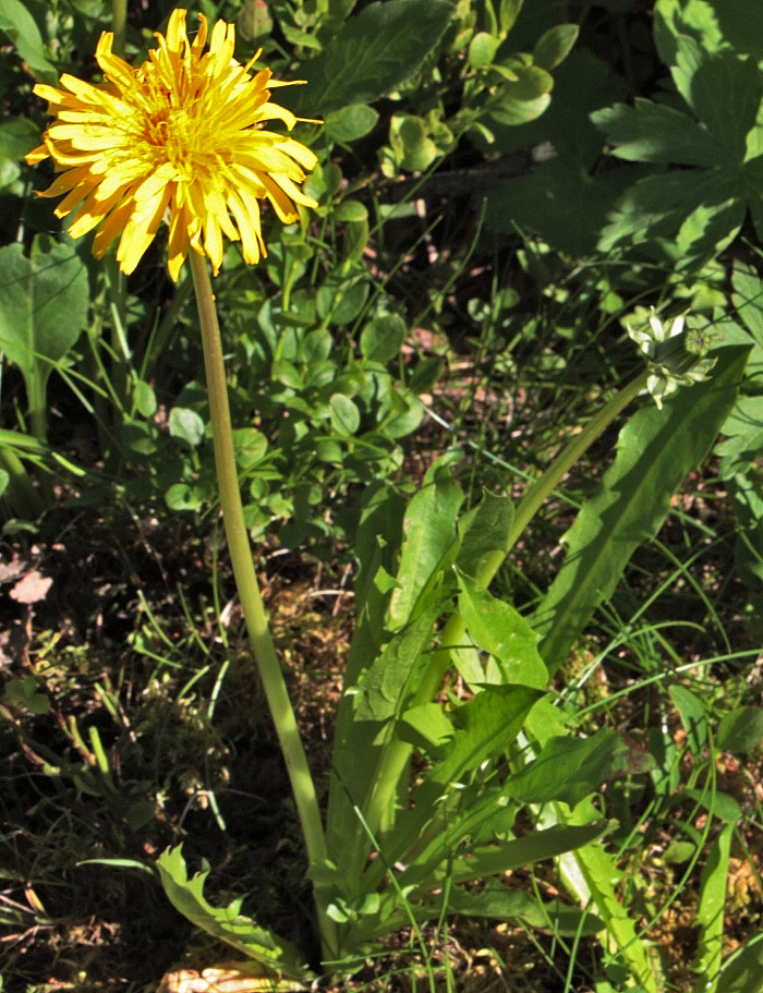 Изображение особи Taraxacum perfiljevii.