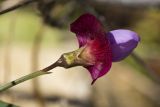 Lathyrus clymenum