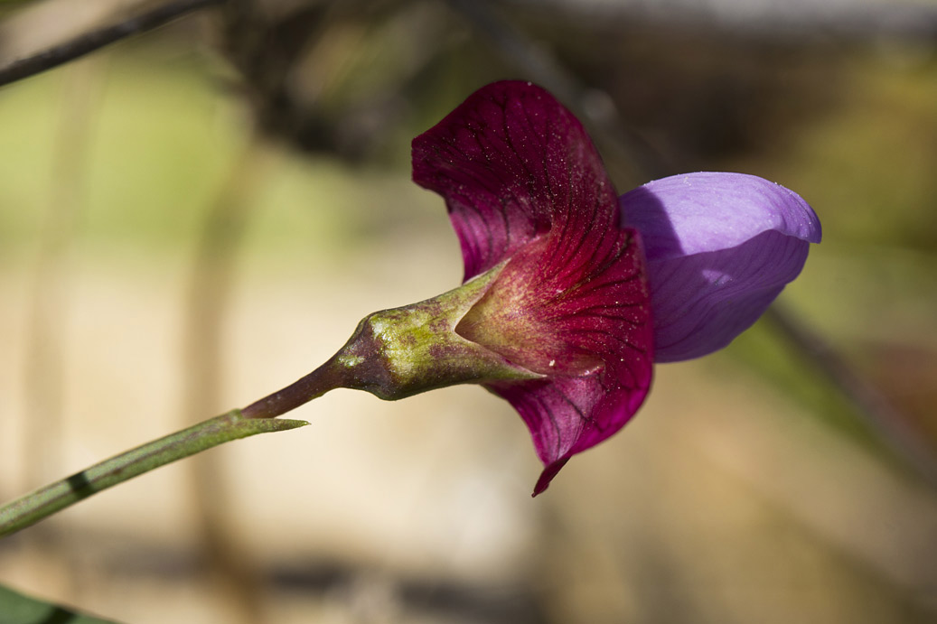 Image of Lathyrus clymenum specimen.