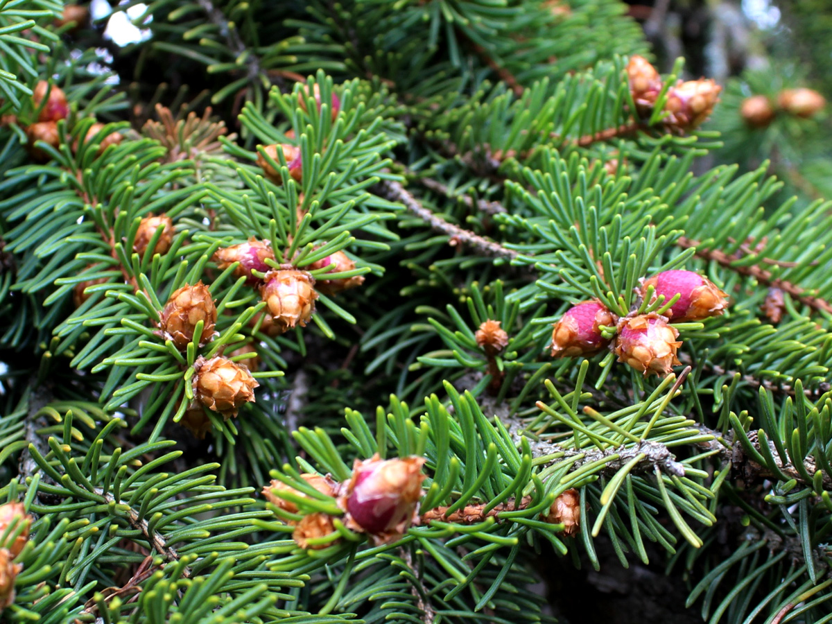 Изображение особи Picea abies.