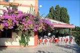 Bougainvillea spectabilis