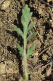 Papaver albiflorum