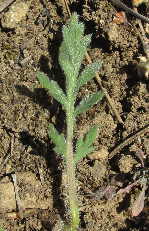 Image of Papaver albiflorum specimen.