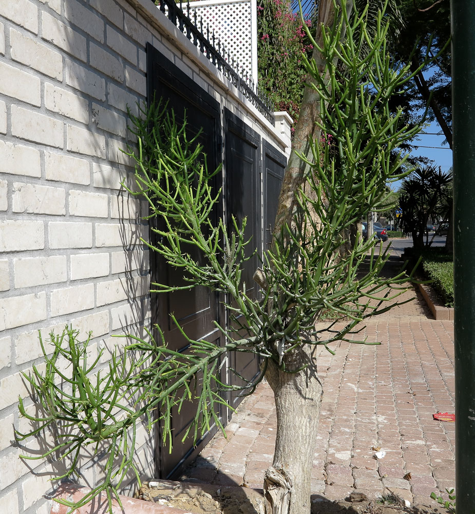 Image of Euphorbia tirucalli specimen.