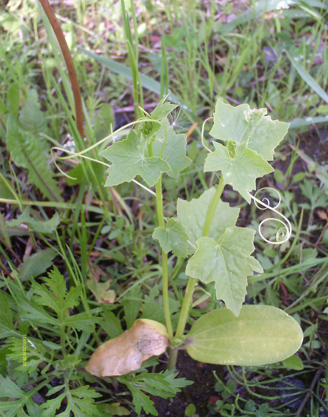 Изображение особи Echinocystis lobata.