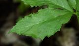 Arisaema komarovii. Часть листа. Приморский край, окр. г. Владивостока, широколиственный (преимущественно ясеневый) долинный лес. 18.05.2016.
