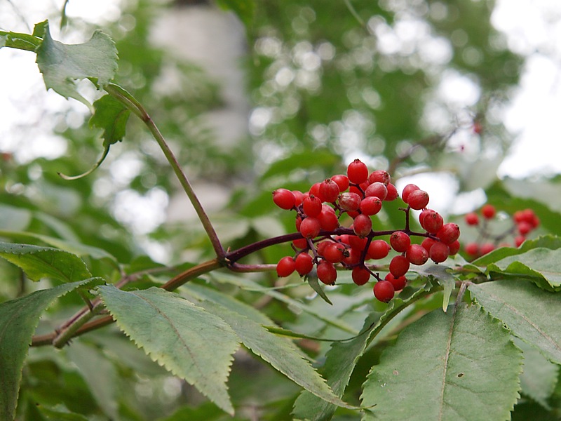 Image of Sambucus racemosa specimen.