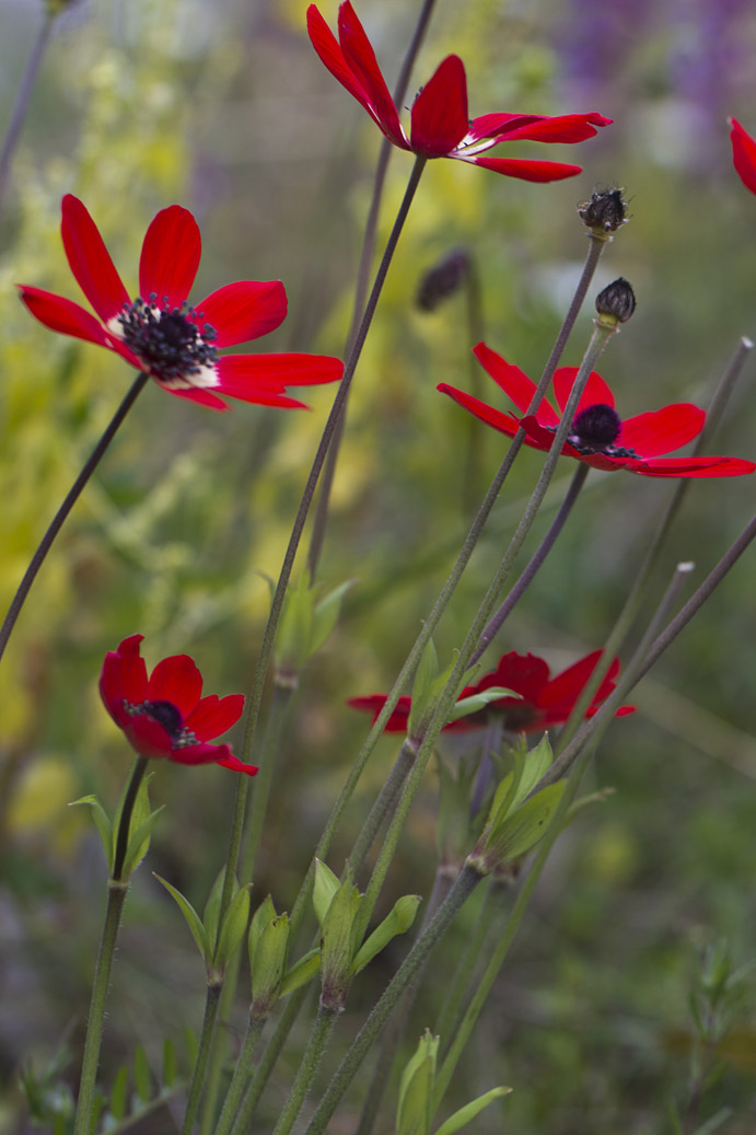 Изображение особи Anemone pavonina.