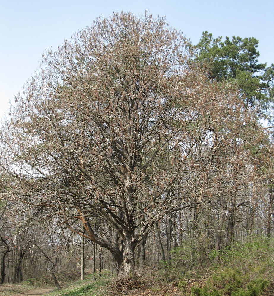 Изображение особи Corylus colurna.