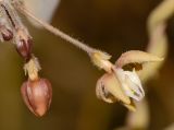 Pergularia tomentosa