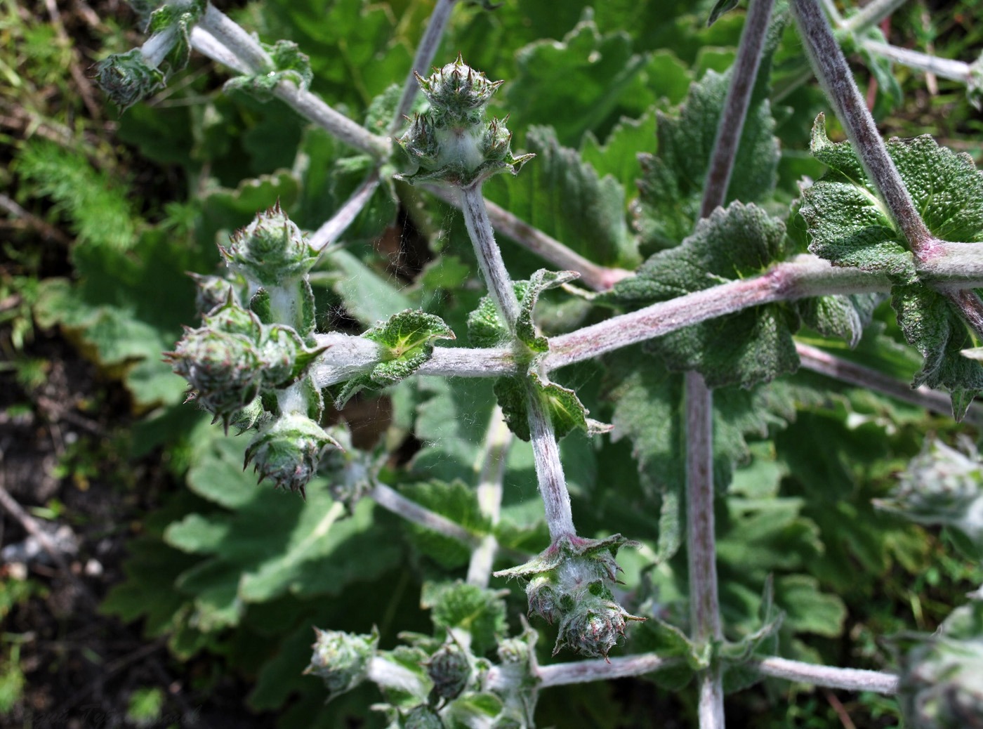 Image of Salvia aethiopis specimen.