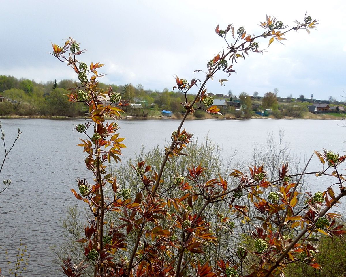 Image of Sambucus racemosa specimen.