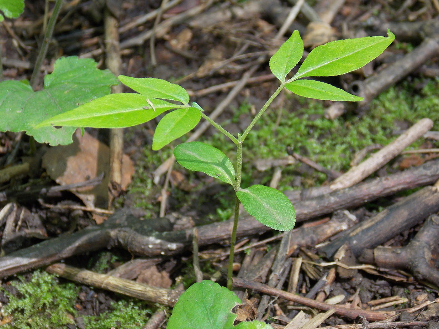 Изображение особи Phellodendron amurense.