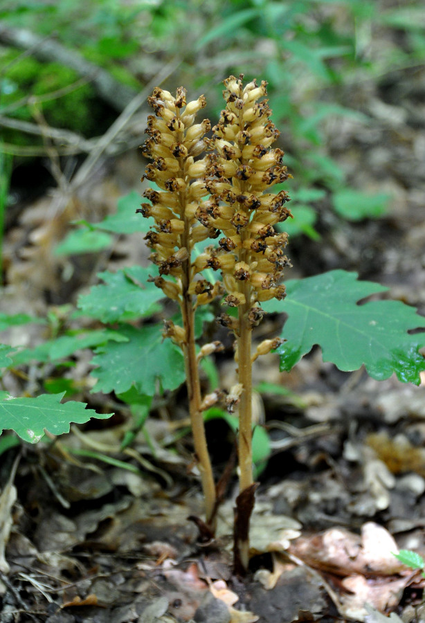 Image of Neottia nidus-avis specimen.