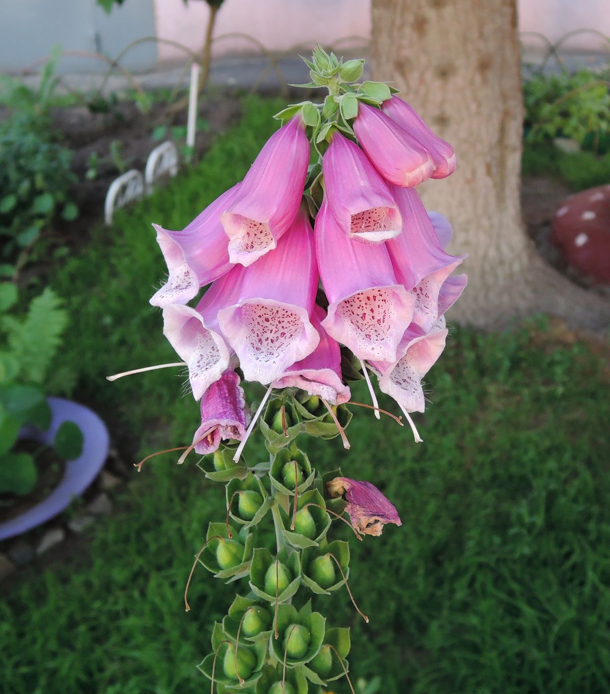 Изображение особи Digitalis purpurea.